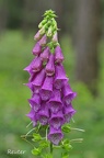 Roter Fingerhut (Digitalis purpurea)